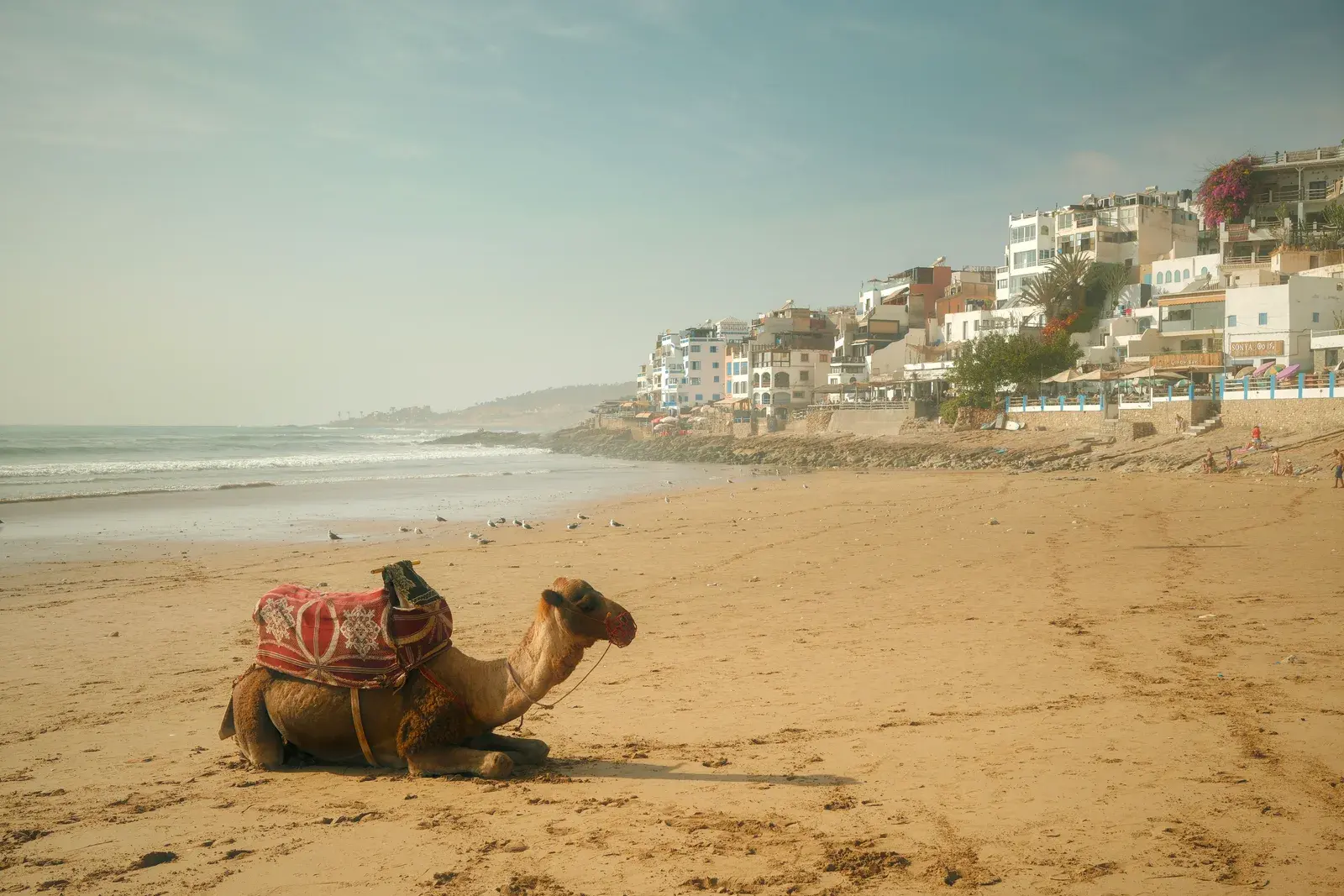 A saddled camel resting on the golden beach north of Agadir, Morocco, village houses above the shore